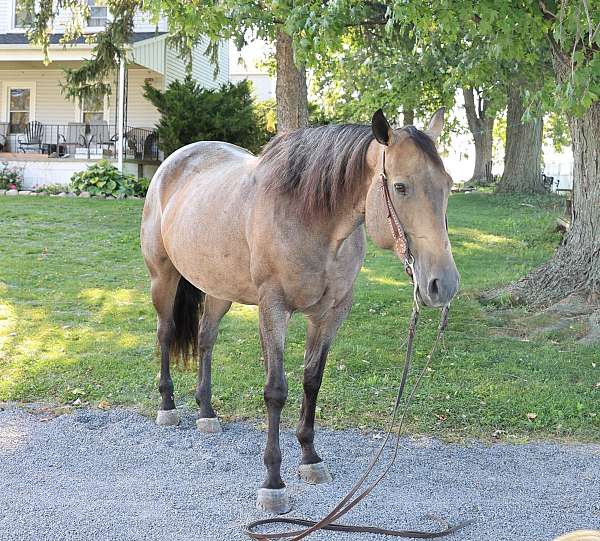 bay-quarter-horse