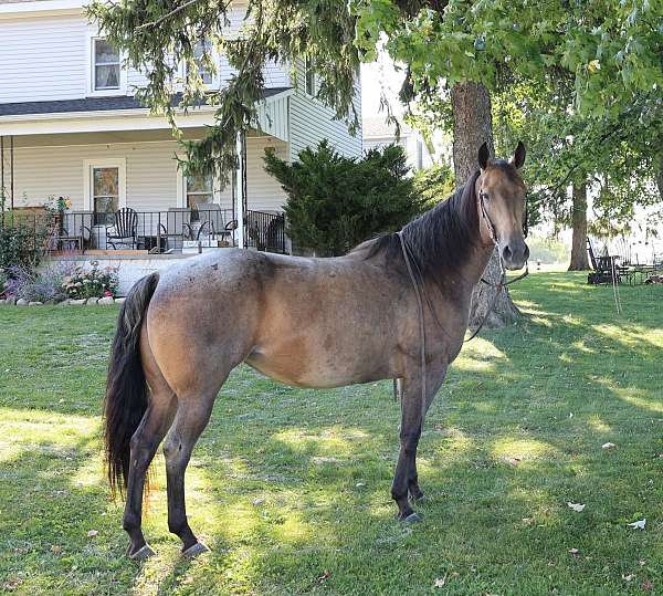 bay-roan-quarter-horse