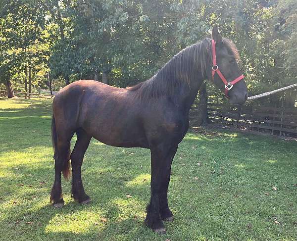 friesian-horse-for-sale