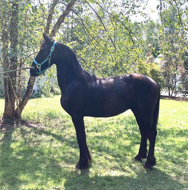 black-friesian-stallion