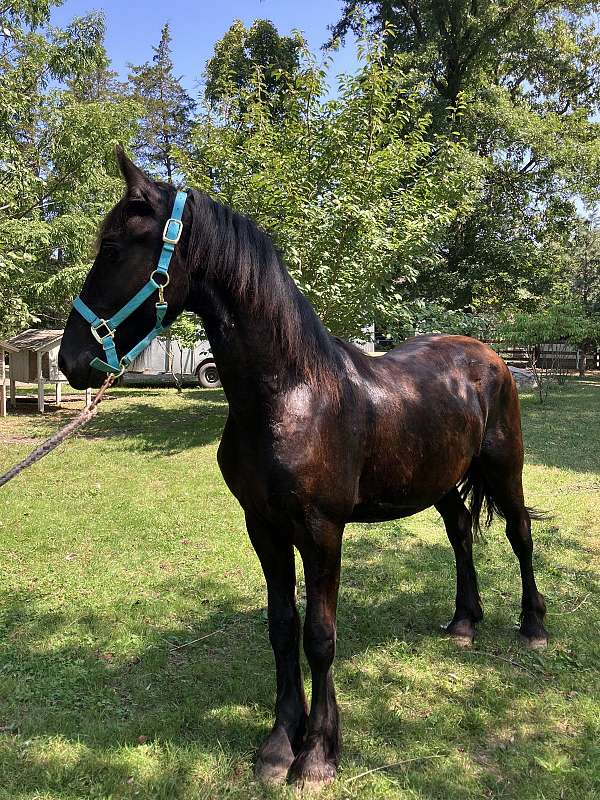 black-stallion-for-sale