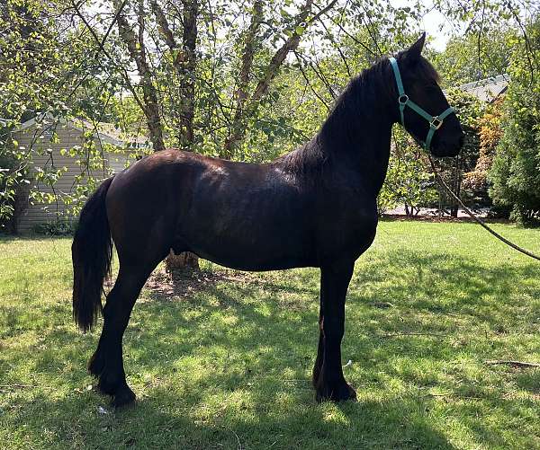 15-hand-friesian-stallion