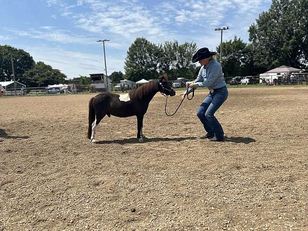 miniature-gelding