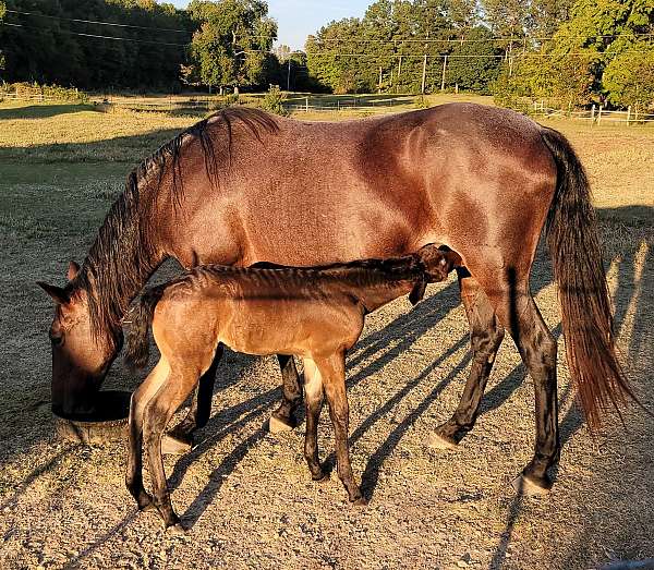 bay-roan-tennessee-walking-broodmare