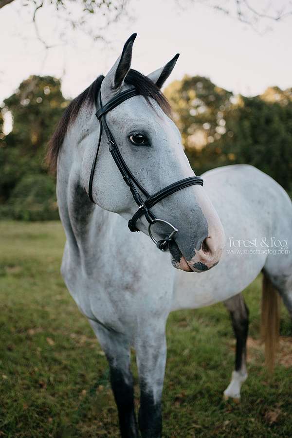 gelding-thoroughbred-horse