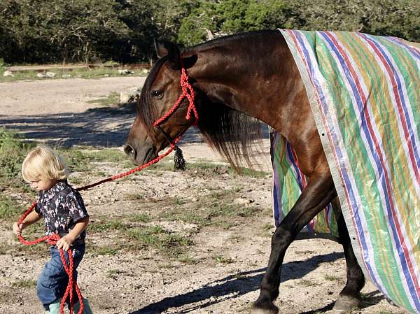 any-terrain-friesian-pony