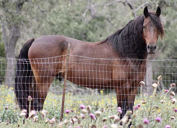 attentive-friesian-pony