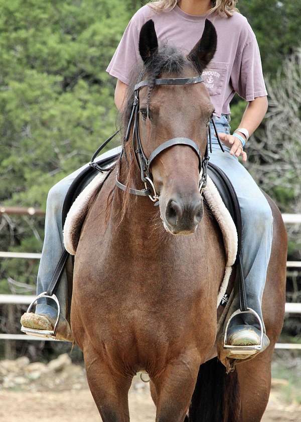 bareback-friesian-pony