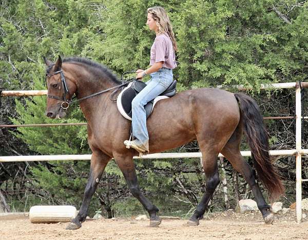 bath-friesian-pony