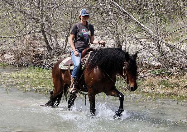 best-friend-friesian-pony