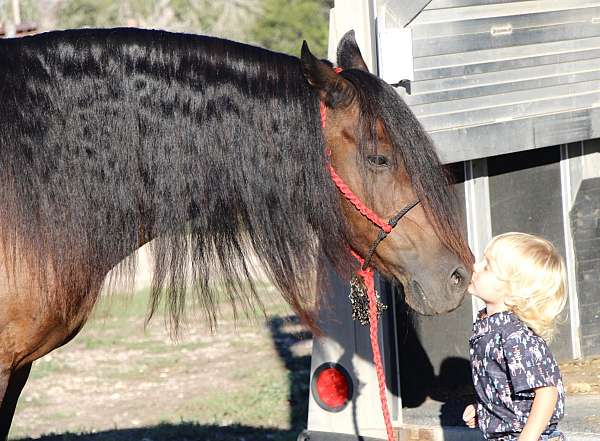 boy-friesian-pony