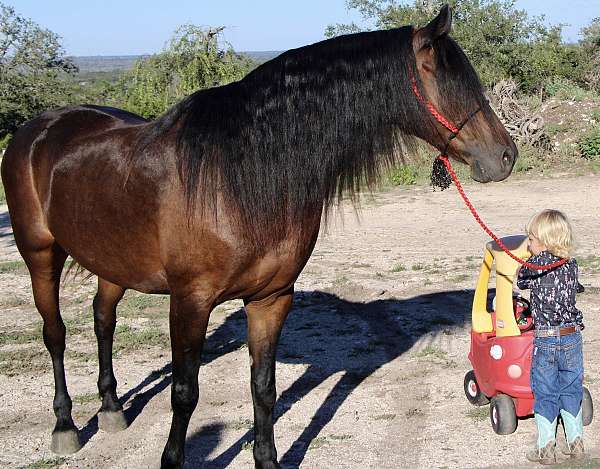 butt-friesian-pony