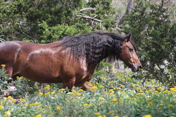 call-friesian-pony