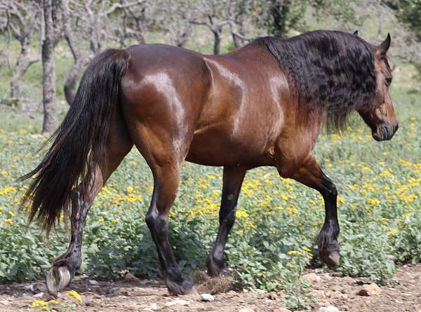 competitive-trail-friesian-pony