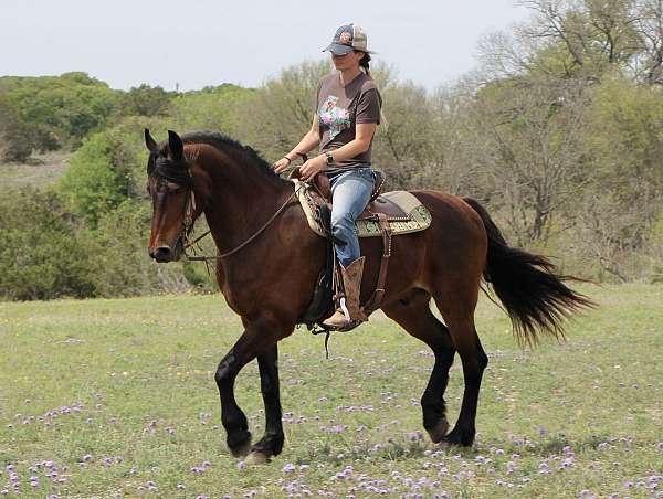 confident-friesian-pony