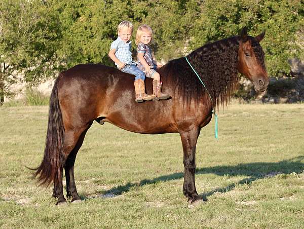 all-friesian-pony