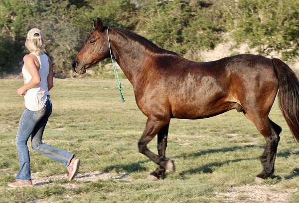 competitive-trail-friesian-pony