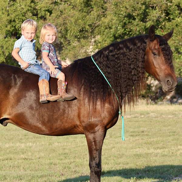 all-friesian-pony