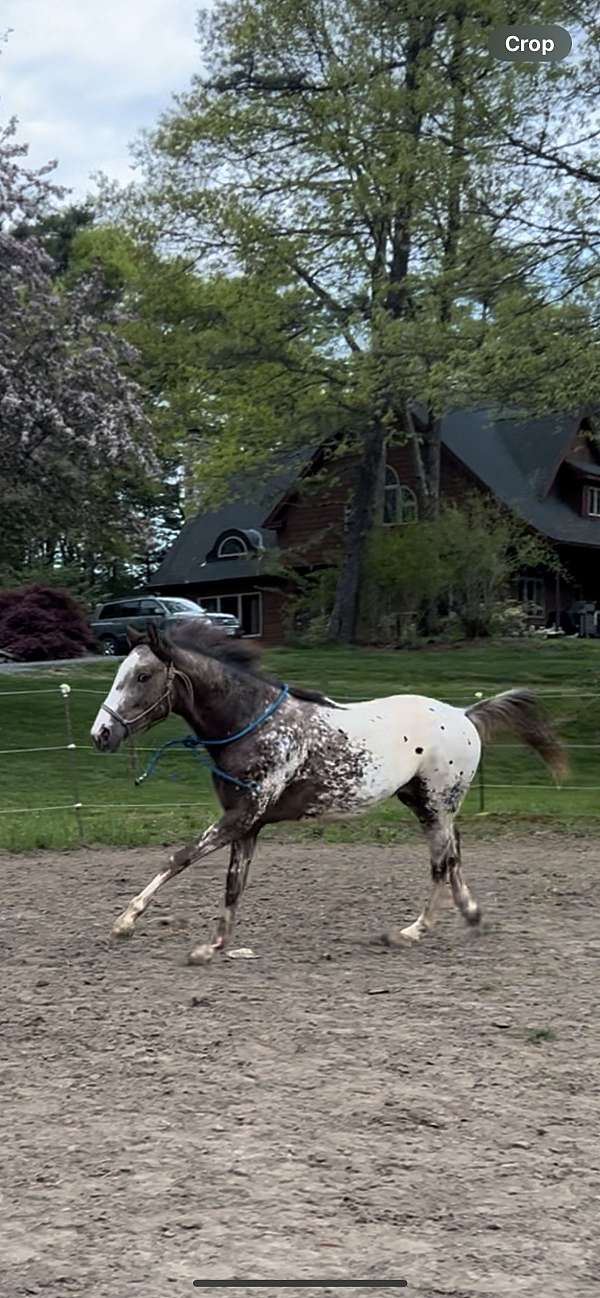 fei-appaloosa-horse