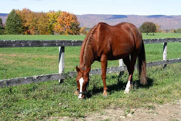 blaze-hind-sock-horse