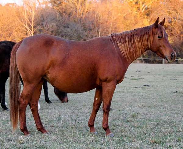 one-shiney-metallic-quarter-horse