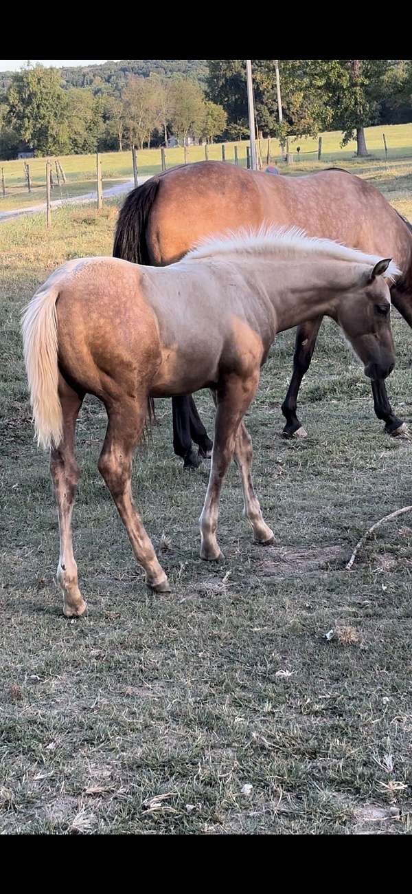 quarter-horse-colt