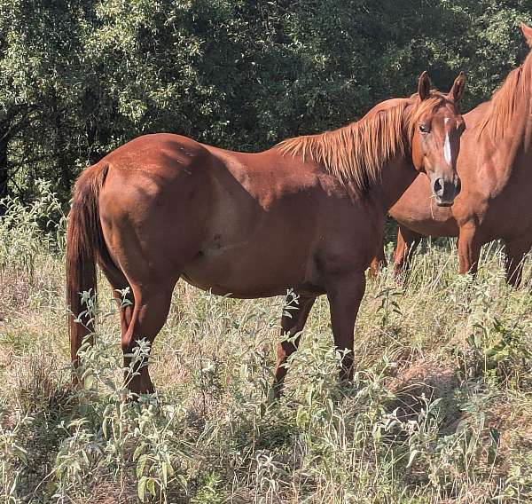 mare-in-foal-genuine-doc-quarter-horse