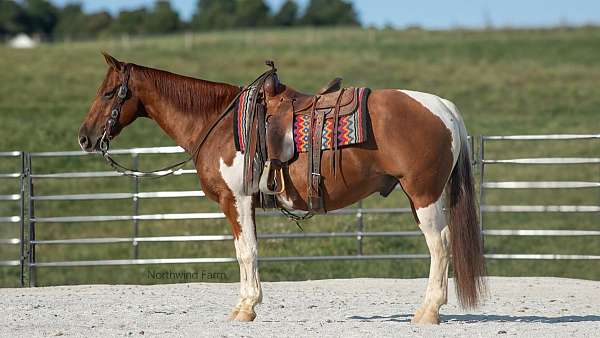 all-around-quarter-horse