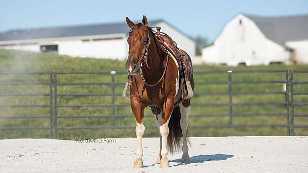 athletic-quarter-horse