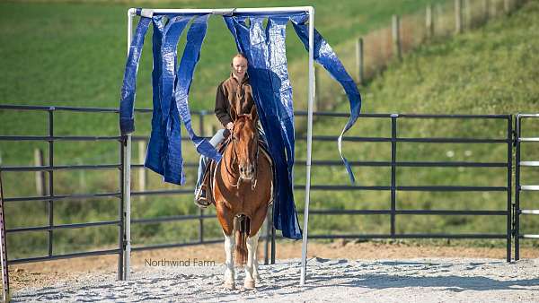 beginner-quarter-horse