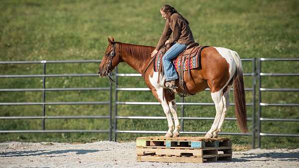 ridden-english-quarter-horse