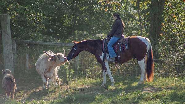 ridden-western-quarter-horse