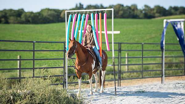 trail-quarter-horse