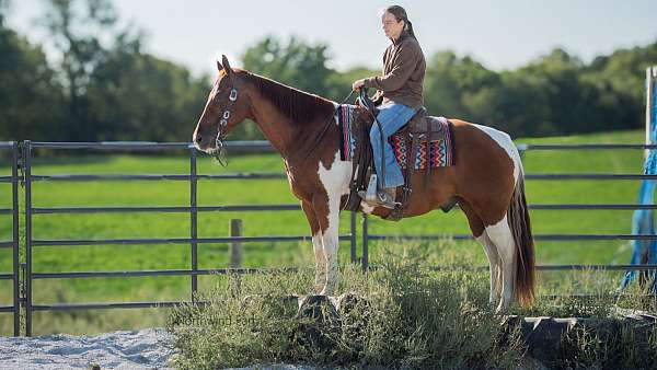 trail-riding-quarter-horse