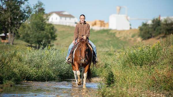 trail-class-competition-quarter-horse