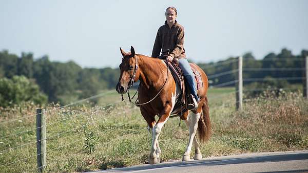 western-riding-quarter-horse