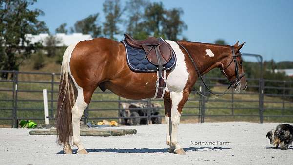 all-around-gelding