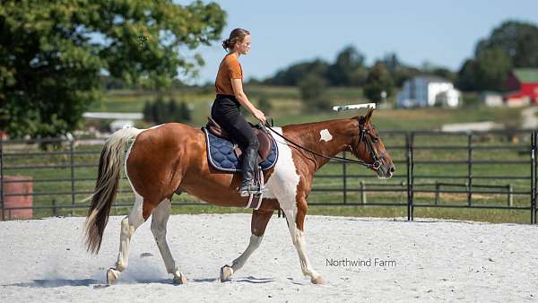 athletic-gelding