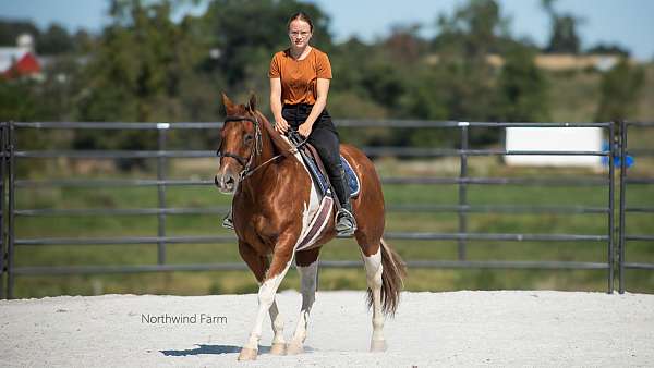 beginner-gelding