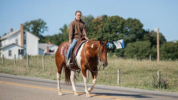 ridden-english-gelding