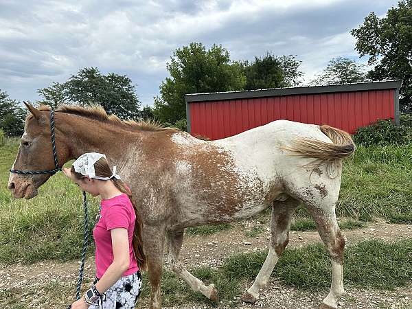 appaloosa-gelding