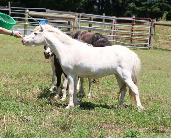 white-pinto-mare-stallion