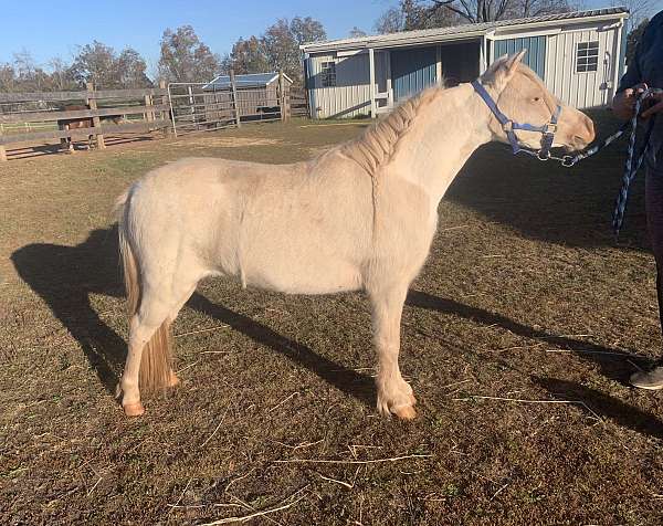 white-pinto-mare-stallion