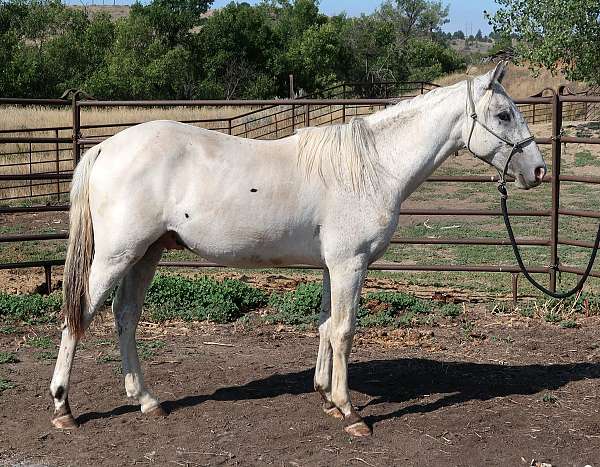 parade-gelding-yearling