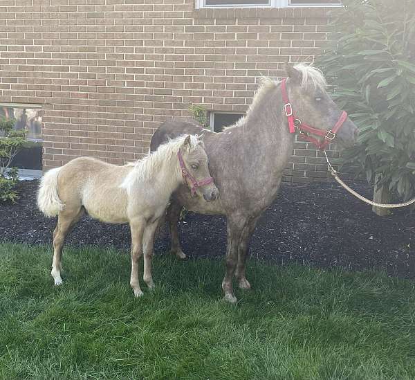 companion-stallion-foal