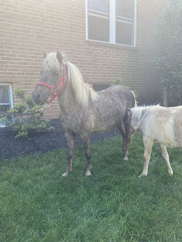 black-white-companion-stallion-pony