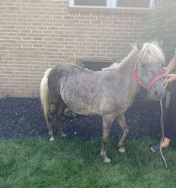 miniature-pony-for-sale