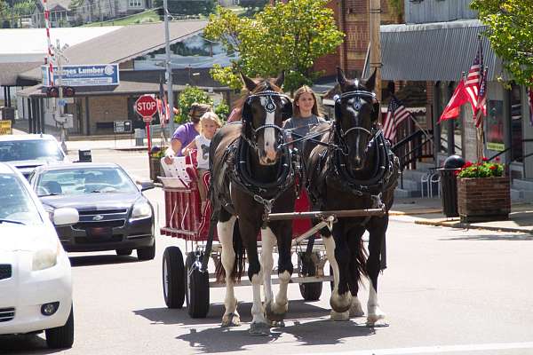 all-around-draft-horse