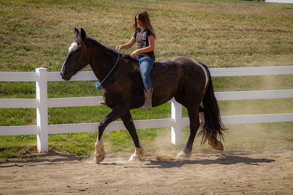 driving-draft-horse