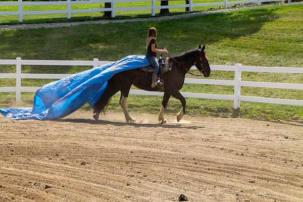 pleasure-driving-draft-horse